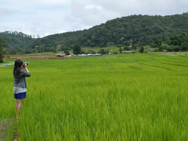 นาขั้นบันได เขียวขจี บ้านแม่กลางหลวง จ.เชียงใหม่