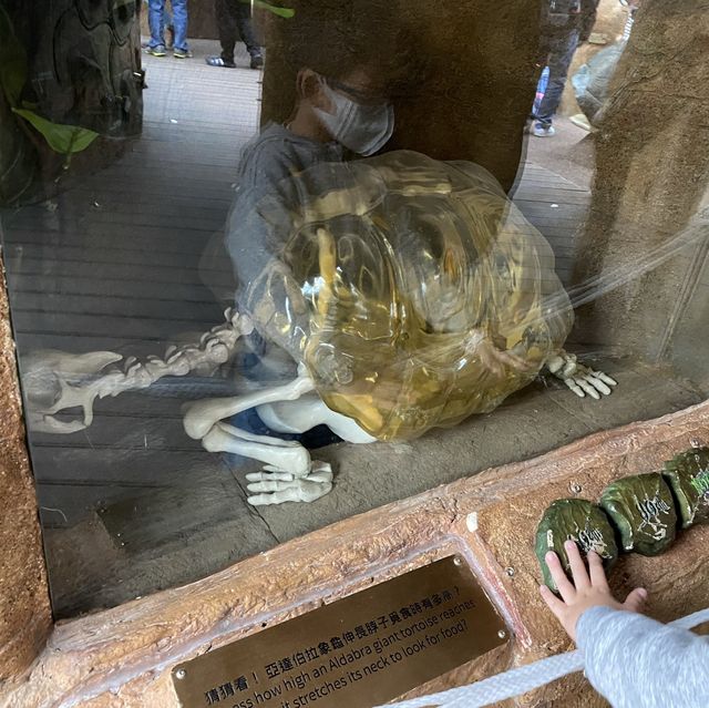 小孤獴與大象龜之旅