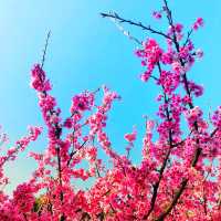 😍美不勝收的淡水天元宮🌸