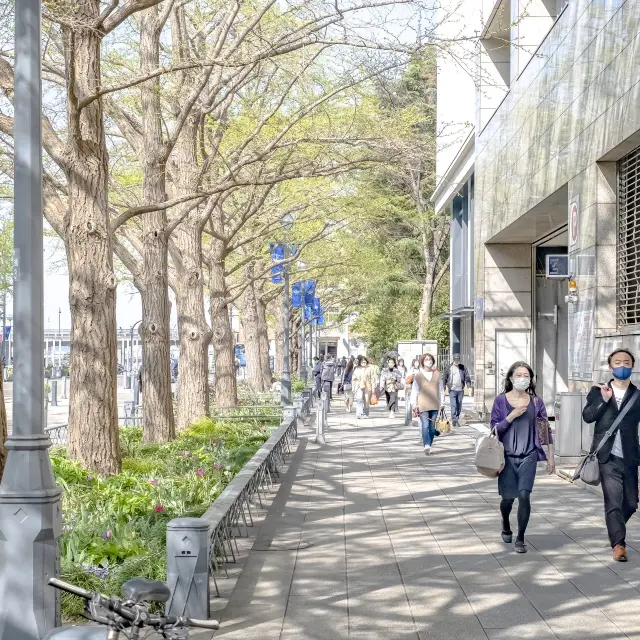 春の日本大通り