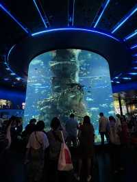 Family day at the aquarium