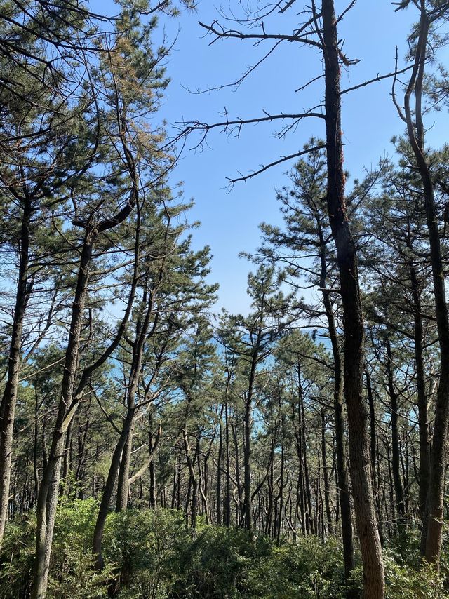 부산 걷기 좋은 해운대 달맞이길🌙