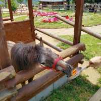 ふれあいのくに　ポニー給餌体験