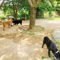 大型犬と山羊・ひつじにふれあえる！姫路セントラルパーク