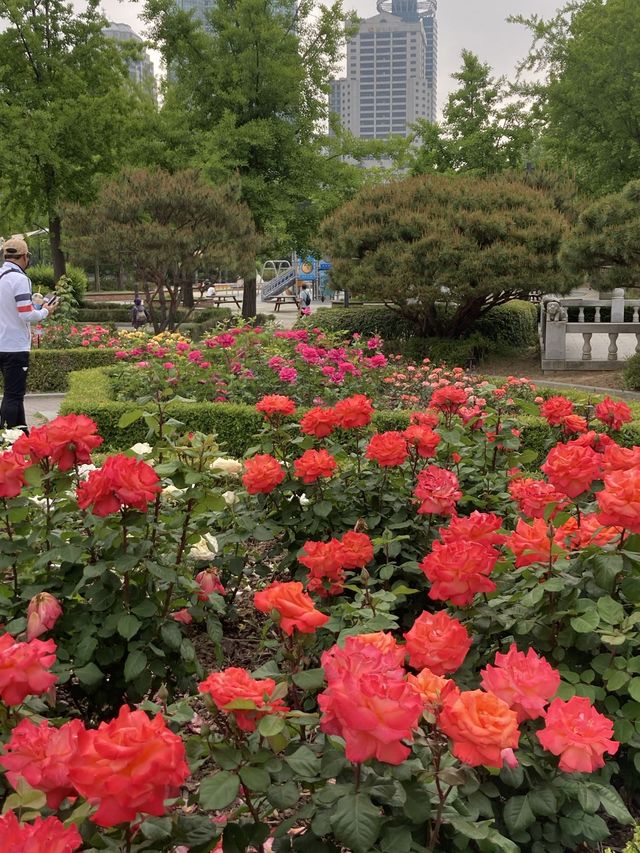 서울 장미 명소, 보라매공원으로 오세요!