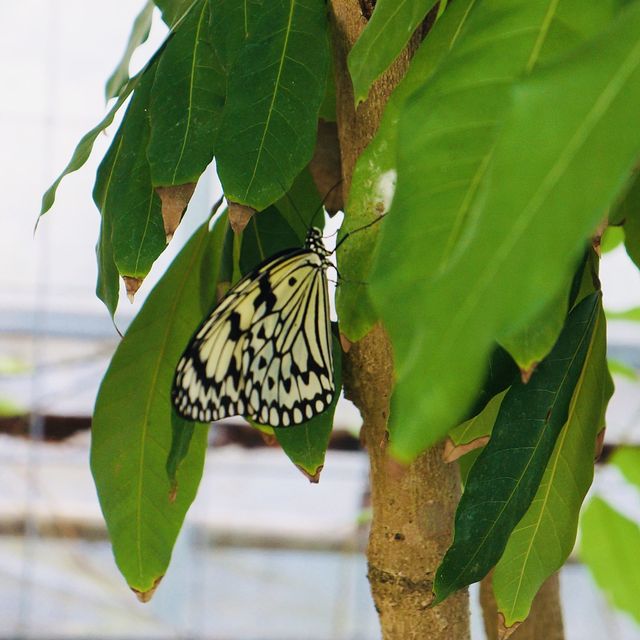 【沖繩 琉宮城】🦋蝴蝶仙境