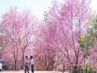 ทริปสีชมพูดอยขุนช่างเคี่ยน