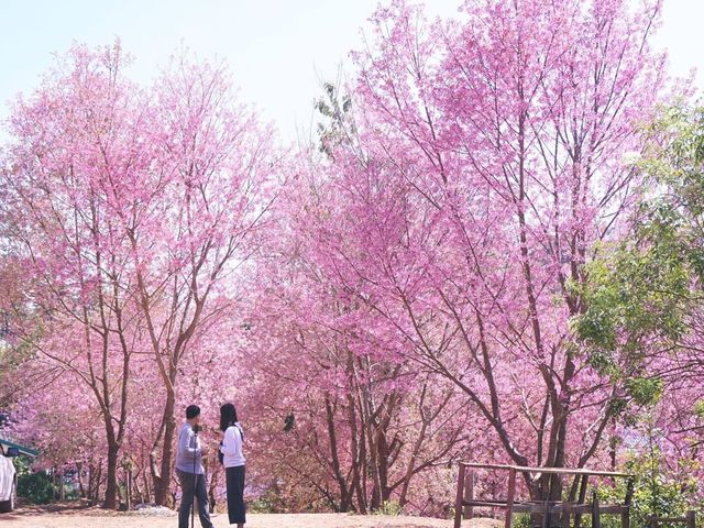 ทริปสีชมพูดอยขุนช่างเคี่ยน