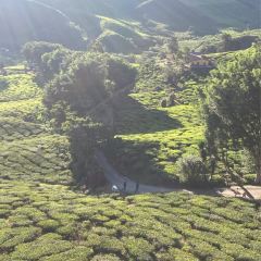 Cameron Valley Tea House 여행 사진