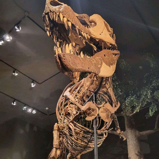 보즈먼 museum of the rockies 