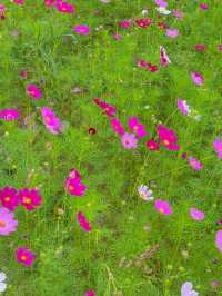 지금 가보기 좋은 연천 호로고루 해바라기 명소🌻