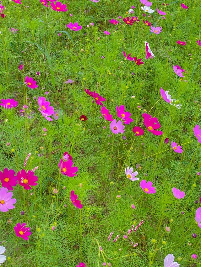 지금 가보기 좋은 연천 호로고루 해바라기 명소🌻