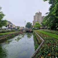 200 year-old plane tree in Canterbury