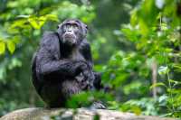The 3 Day Chimp Tracking in Kibale