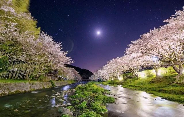 Izu Peninsula's cherry blossoms 🌸