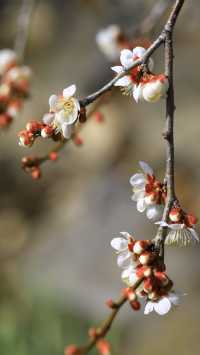 Japan's Ibaraki Tsukuba Mountain Plum Garden