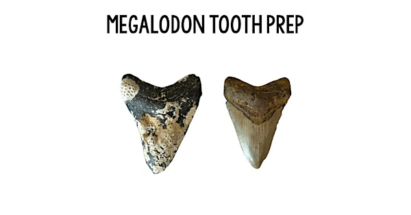Megalodon Tooth Prep | 1816 W Baseline Rd