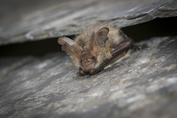 Adult Bat Walk & Talk | Carsington Water