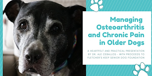Managing Osteoarthritis and Chronic Pain in Older Dogs | Tail Blazers