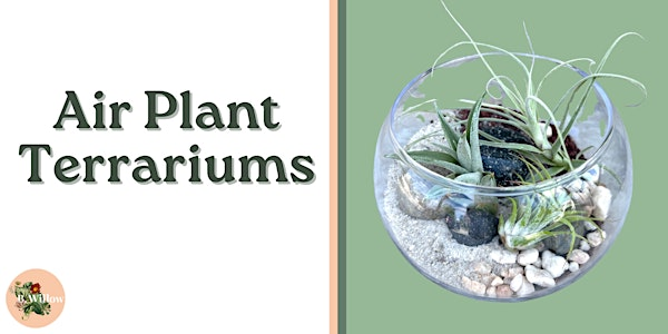 Air Plant Terrarium Workshop | B. Willow