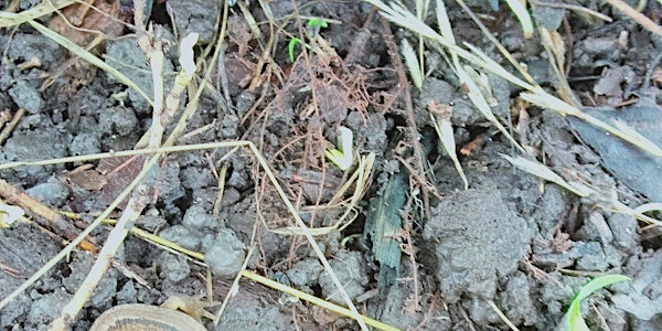 Young Rangers - Sutton Courtenay, Saturday 21 March | Sutton Courtenay Environmental Education Centre