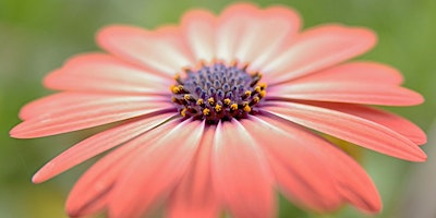 Beginner Photography Workshop – Walled Garden Setting | Scampston Walled Garden