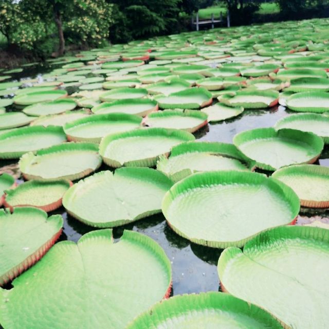 สวนบัว​กระด้ง​  เมืองสองแคว​ 