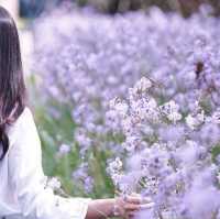 ทุ่งดอกหงอนนาค 💜สีม่วงฟรุ๊งฟริ๊ง สวยหวานใจละลาย
