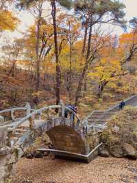 단풍이 아름다운 동화사 🍁🍂