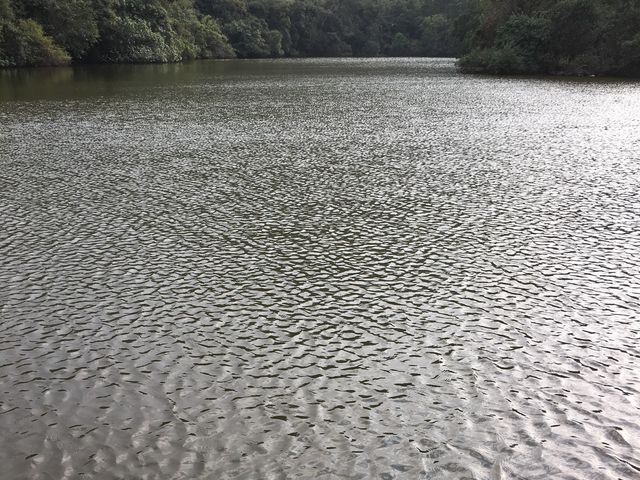 環湖出咀摸鬼手