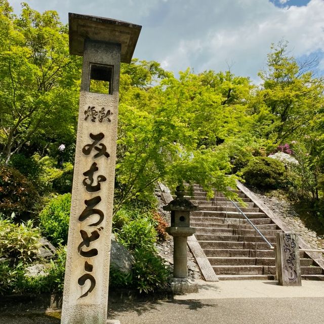 【京都】2万株のツツジが咲き誇る三室戸寺を散策！