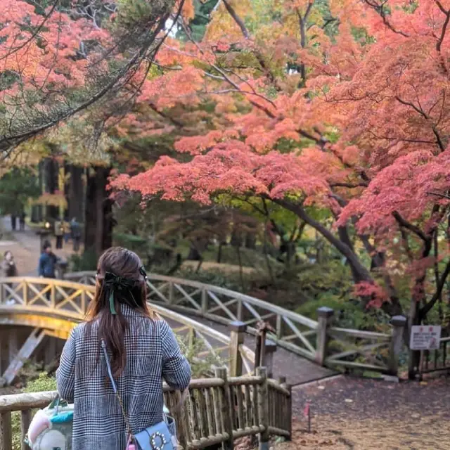 涵館人氣賞楓🍁👉🏻見晴公園・香雪園