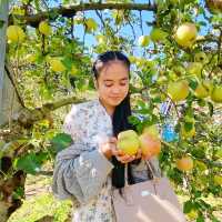 #Apple picking