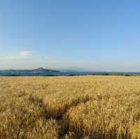 🌾 황금보리도 아름다운 섬, 가파도
