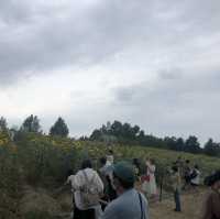 【🌻】ハーベストの丘