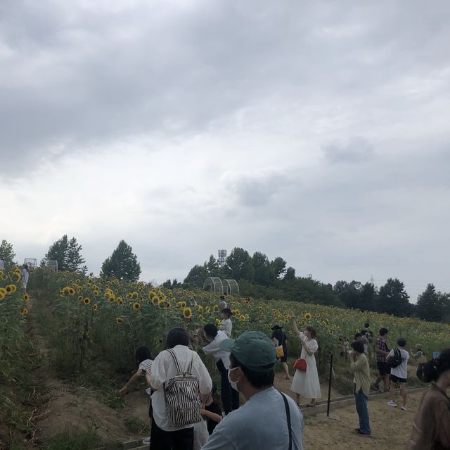 【🌻】ハーベストの丘