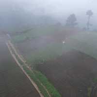 Rice Farm from Above