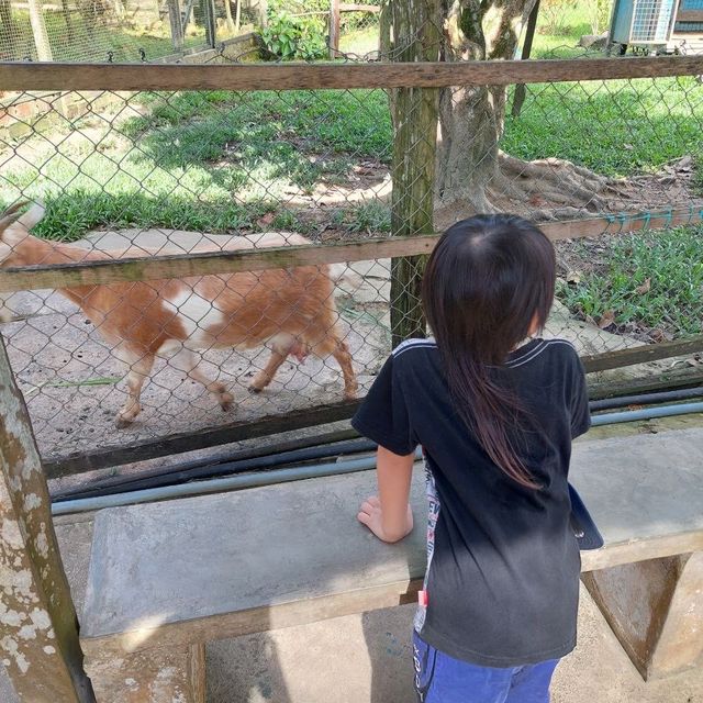 Short trip to Sandakan Crocodile Farm