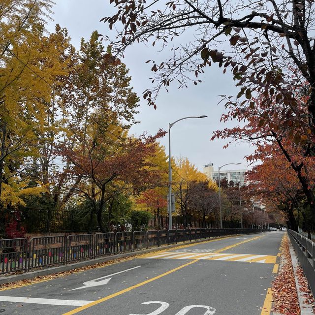 노원구 단풍로드 @청원고등학교 옆 길