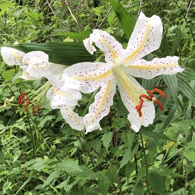 箱根湿性花園
