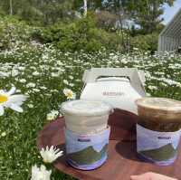 데이지와 함께하는 커피 피크닉🌼