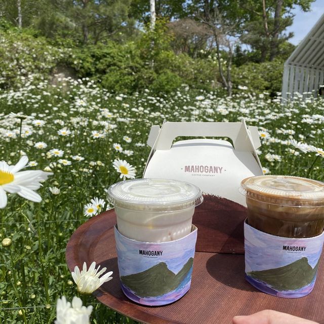 데이지와 함께하는 커피 피크닉🌼
