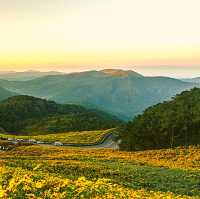 ทุ่งสีเหลืองทั้งเขา เค้ามีนามว่า"บัวตอง"