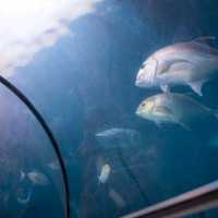 “ Phuket Aquarium ⛱️ แหลมพันวา ภูเก็ต 🐠 🐡🐙🐟