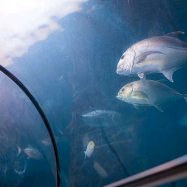 “ Phuket Aquarium ⛱️ แหลมพันวา ภูเก็ต 🐠 🐡🐙🐟