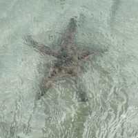 Starfish & Sealife