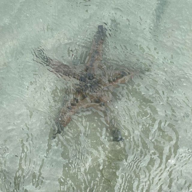 Starfish & Sealife