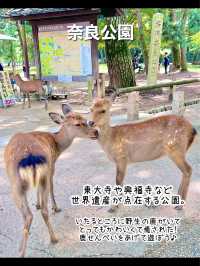 【奈良】行ってよかった奈良の観光スポット7選