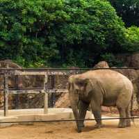 【上野】上野動物園