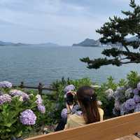 통영 이순신공원, 바다랑 함께 보는 수국 천국!🌸